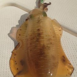 ボートエギング