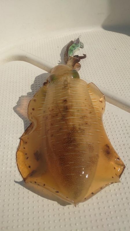 ボートエギング