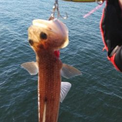 サワラリベンジ４