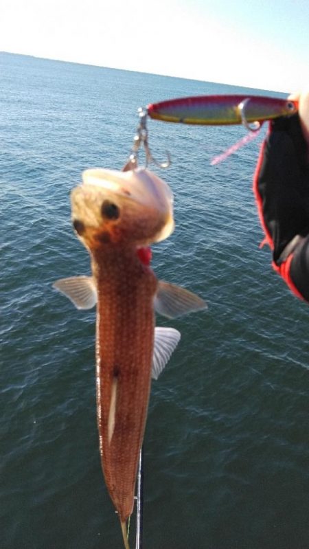 サワラリベンジ４