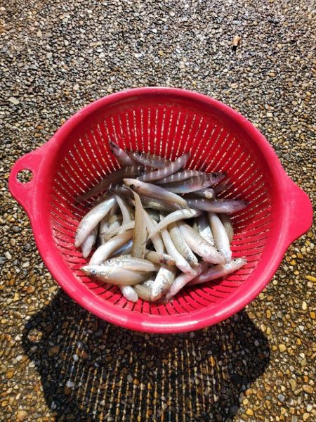 徳島でキス釣り