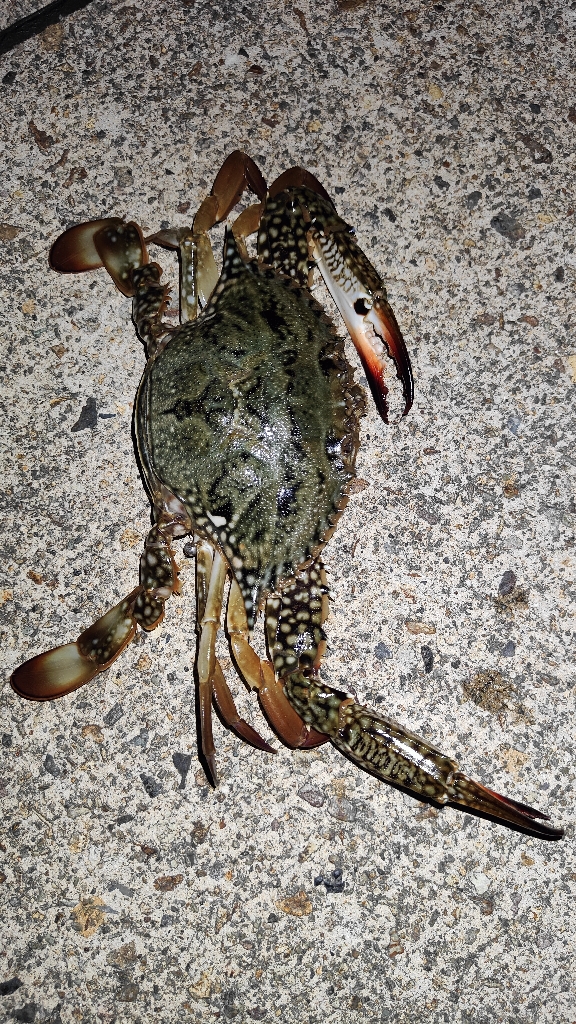 なんか釣れれば良いかなと