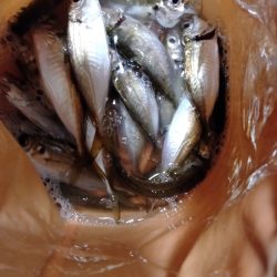 アジ釣り