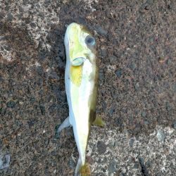 サバフグとカマス