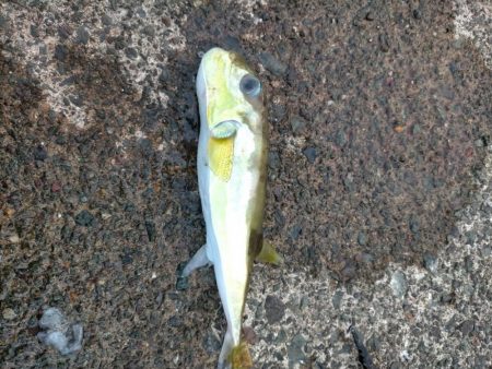 サバフグとカマス