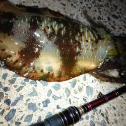対馬エギング釣果