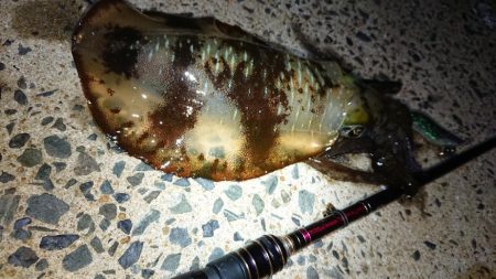 対馬エギング釣果