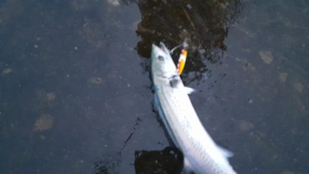 キャンプにつき遠征しました！