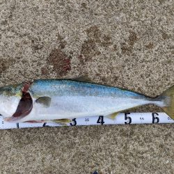 今シーズン青物６匹目