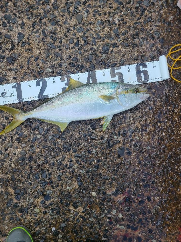 今年一番の釣果