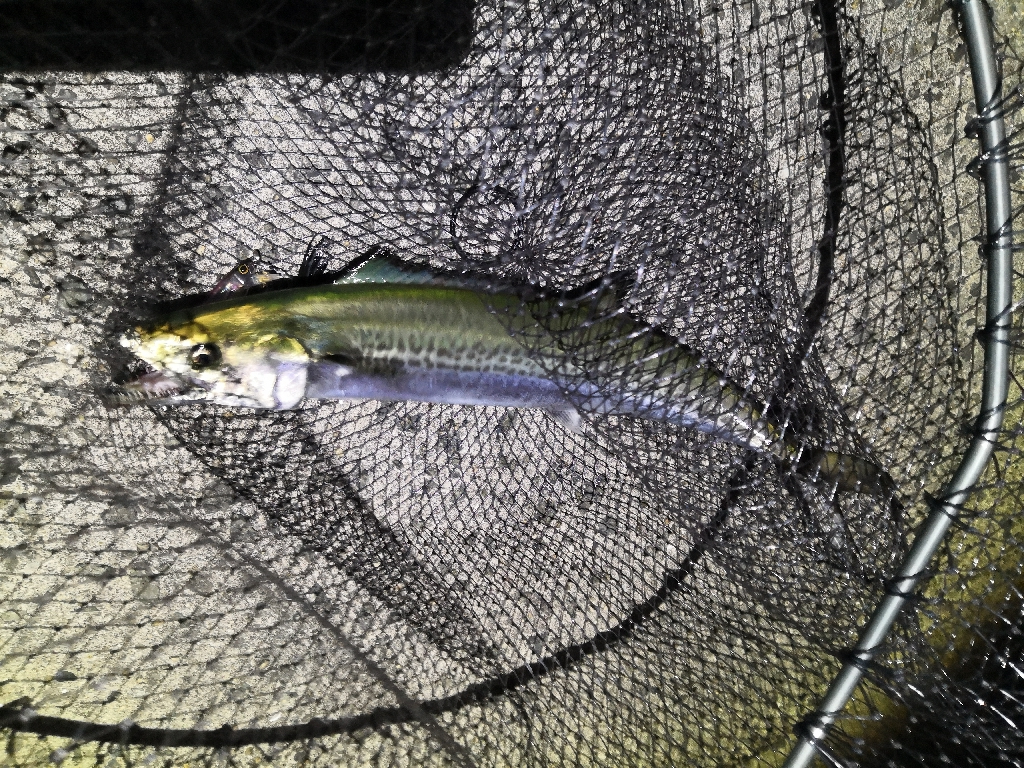 ショアジギングでサゴシ