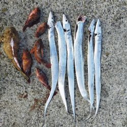 岩屋一文字で通し釣り