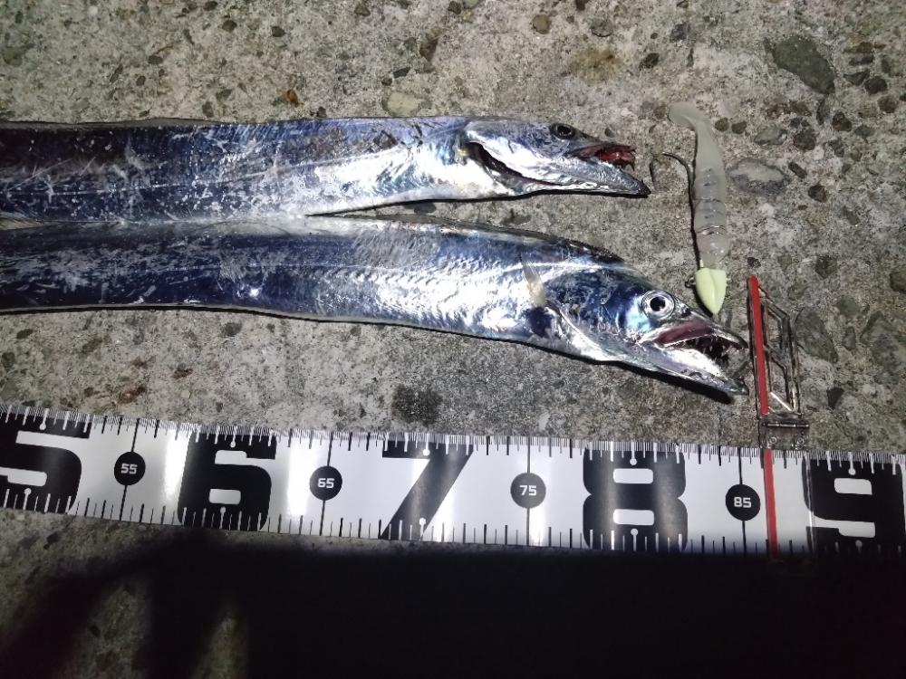 今年初タチウオ！