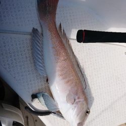 鯛ラバなのに鯛坊主