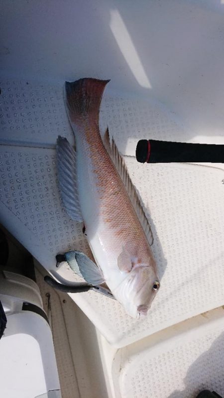 鯛ラバなのに鯛坊主