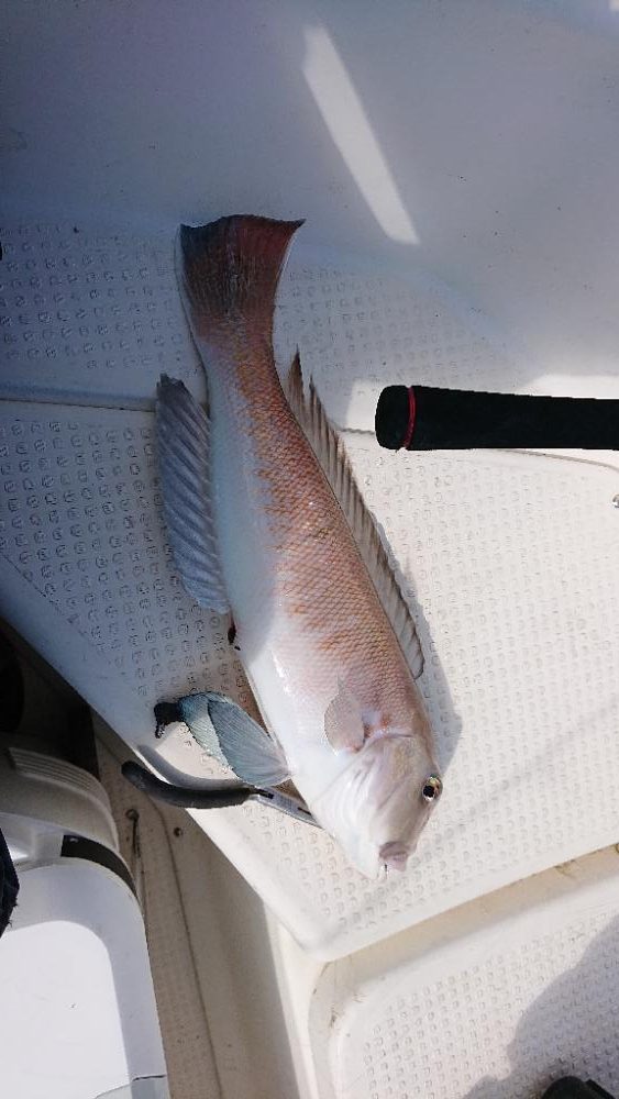 鯛ラバなのに鯛坊主