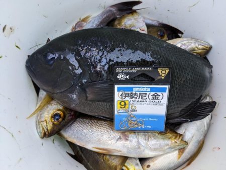 シマアジ リベンジ