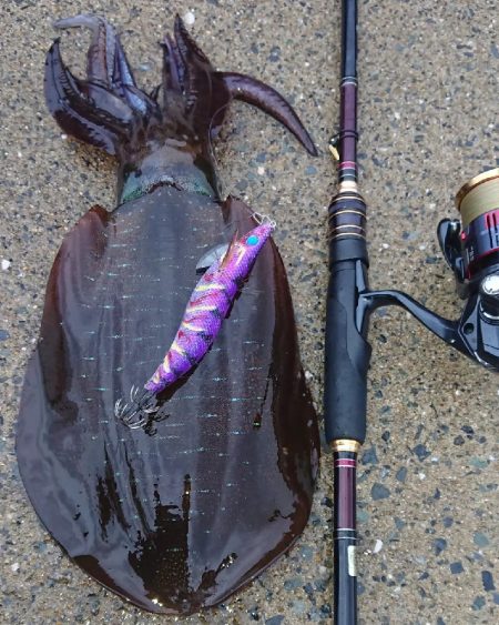 対馬エギング釣果