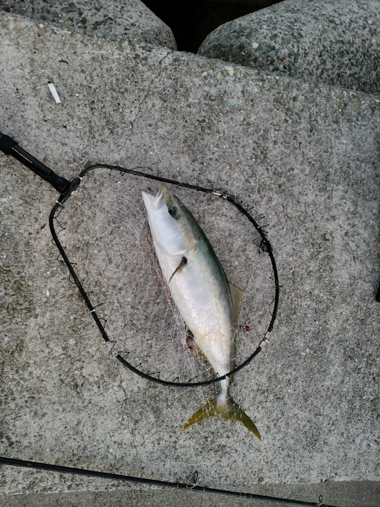 ライトショアジギング