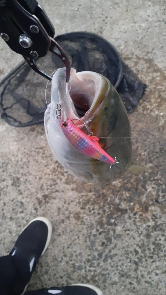 朝イチはメジロがふえてます!