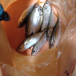アジ釣り