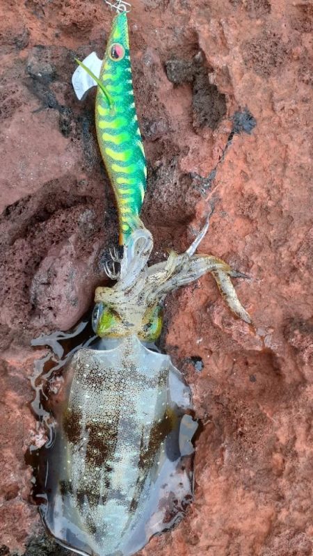 ショアジギング青物不在裏本命エギング爆発