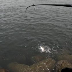 今日はジグがよくあたる(*^^*)