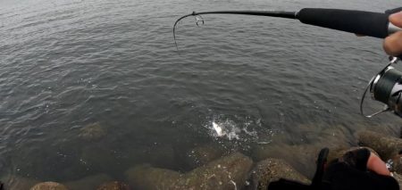 今日はジグがよくあたる(*^^*)