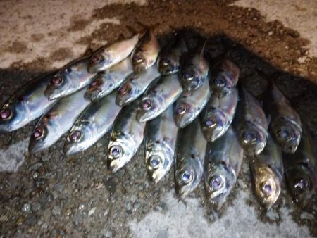 今夜はぼちぼち