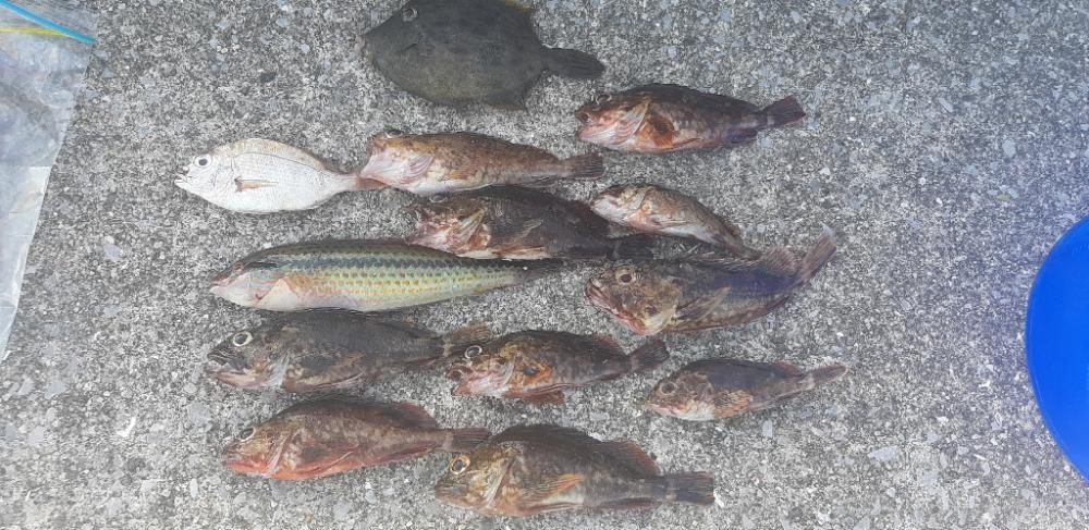 オキアミでガシラ爆釣‼️