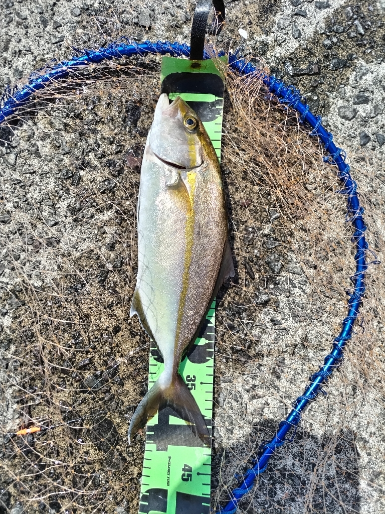 一ヶ月ぶりのネイゴ!(カンパチ)