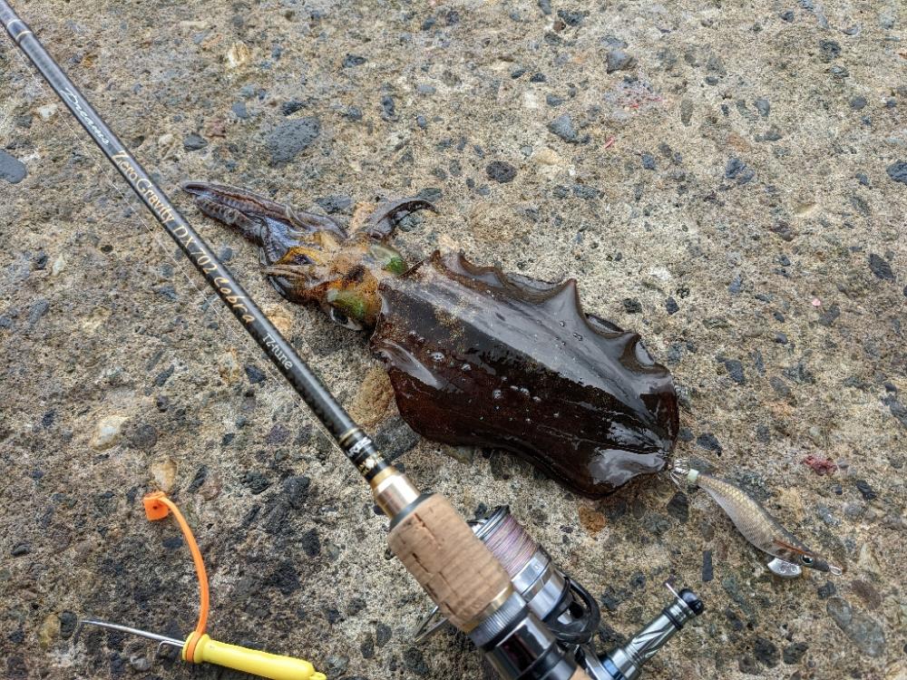 アオリ17杯、数出にくくなりました(・x・*)