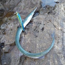 沖磯から青物狙い