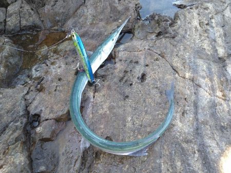 沖磯から青物狙い