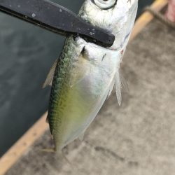 本日はサバですら…