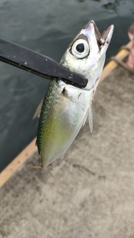 本日はサバですら…