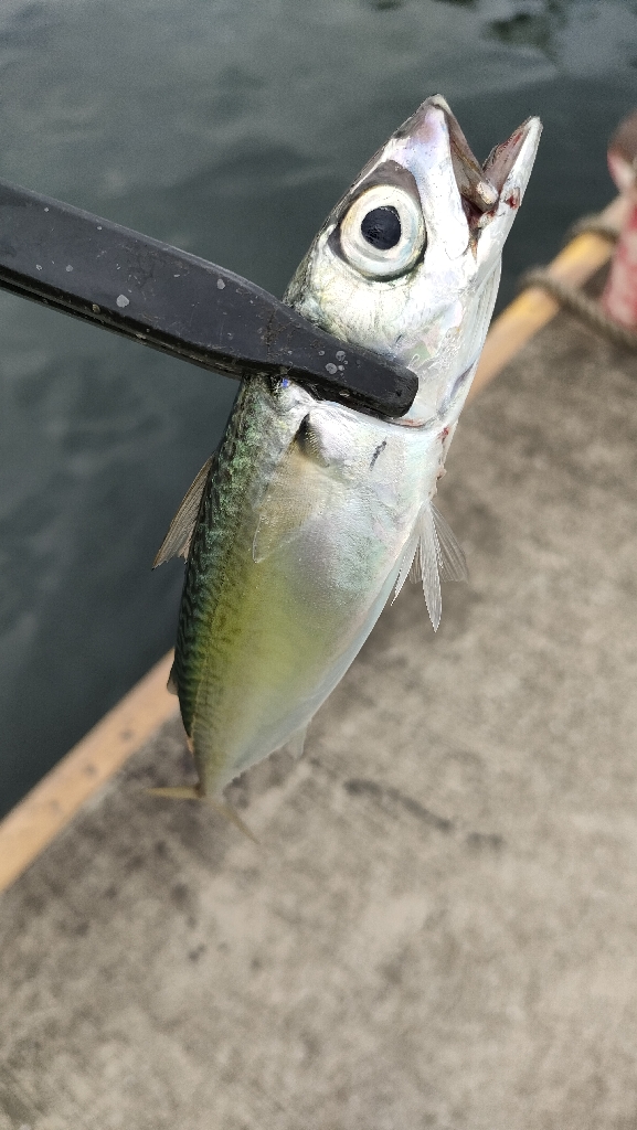 本日はサバですら…