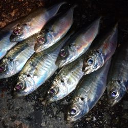 今夜も姫路でアジング調査