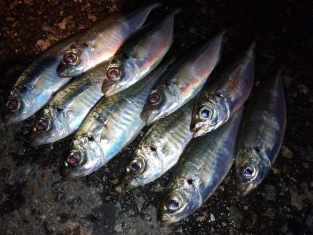 今夜も姫路でアジング調査