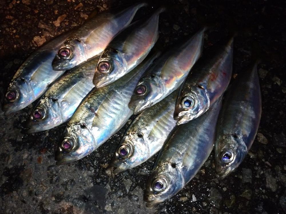 今夜も姫路でアジング調査