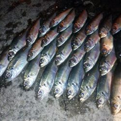 今夜はややむず