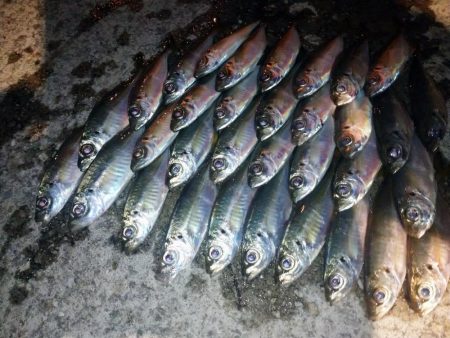 今夜はややむず