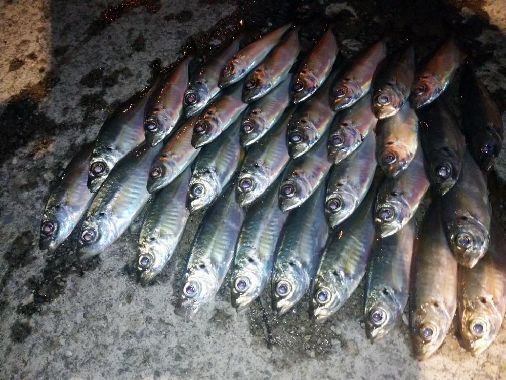 今夜はややむず