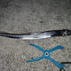 サイズはますままず