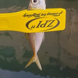 アジ探し@小島周辺