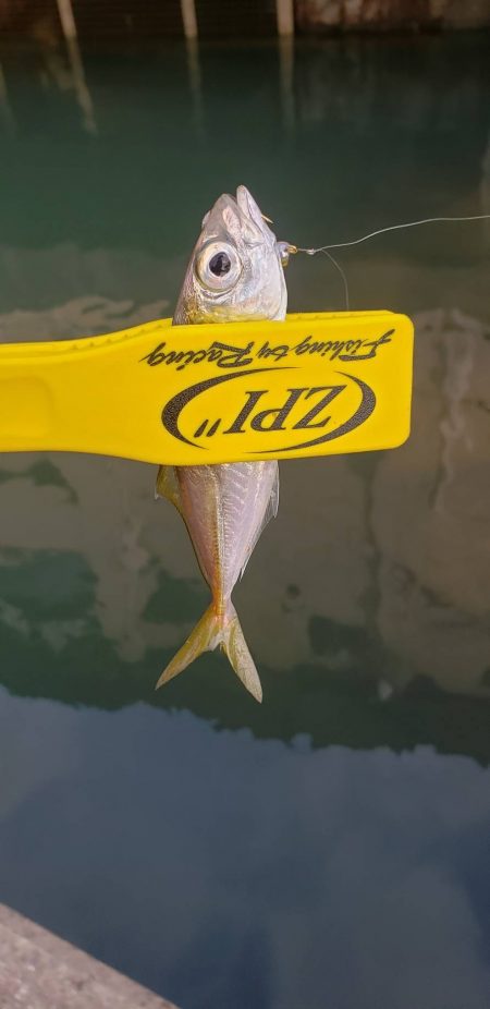 アジ探し@小島周辺