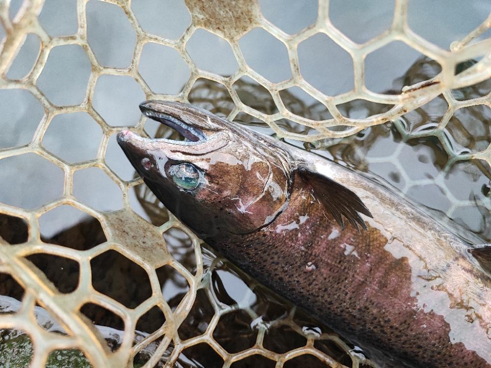 埼玉でニジマス釣り