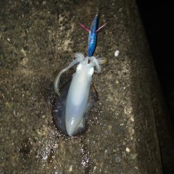 エギングでアオリイカ釣り