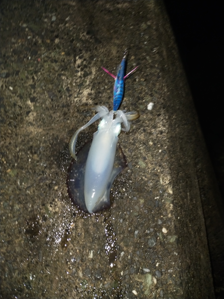 エギングでアオリイカ釣り