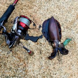 雨が降る前に釣れてよかったアオリイカ